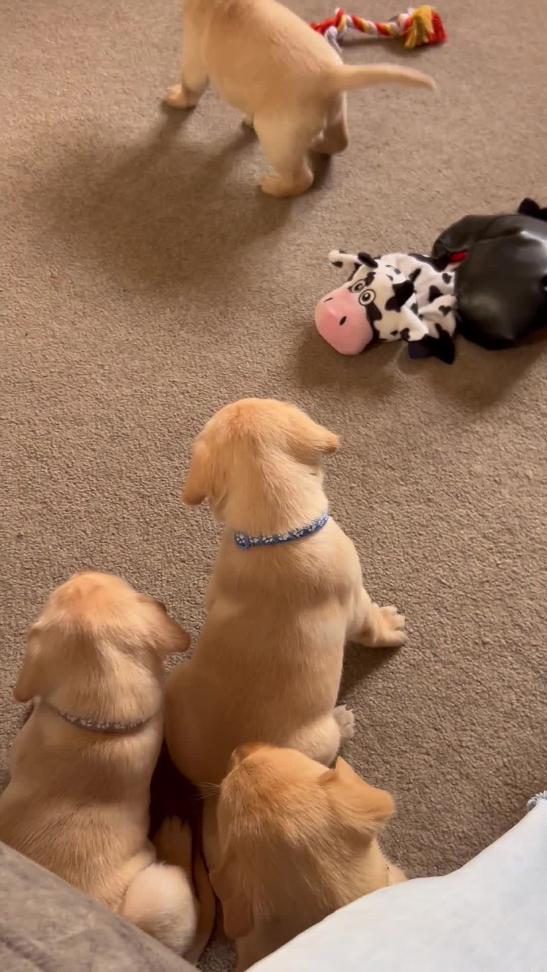 Labrador Retriever dogs for sale: 8 Beautiful Golden Labrador Puppies  - Video 2