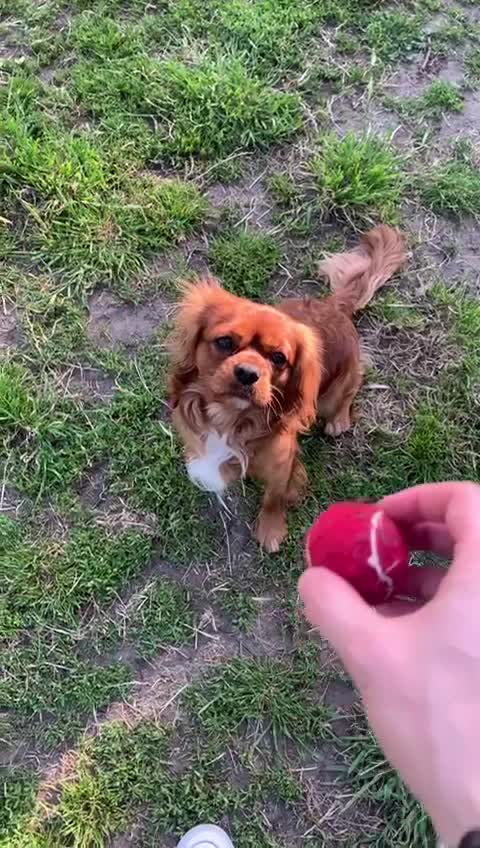Cavalier King Charles Spaniel dogs for stud: Ruby Cavalier King Charles Spaniel for stud! in London - Video 2