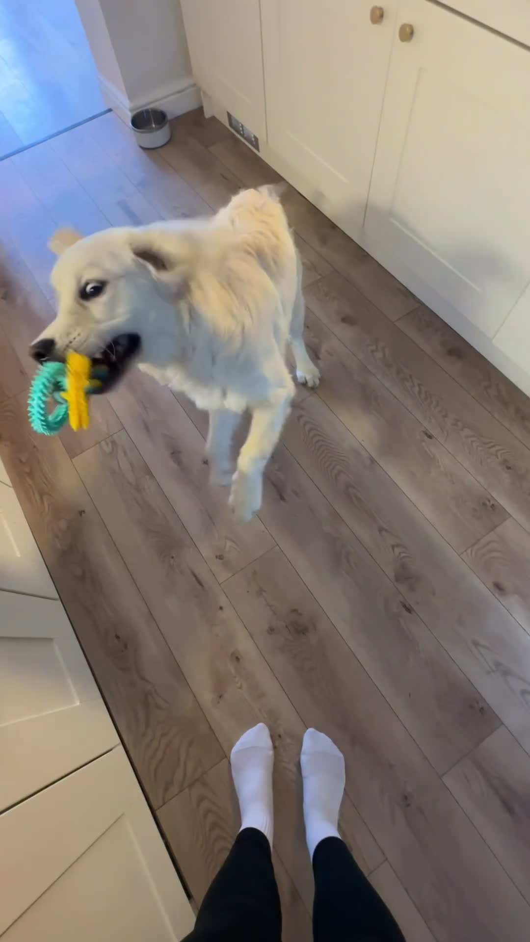 Golden Retriever dogs for sale: 8 month old golden retriever for rehome - Video 1