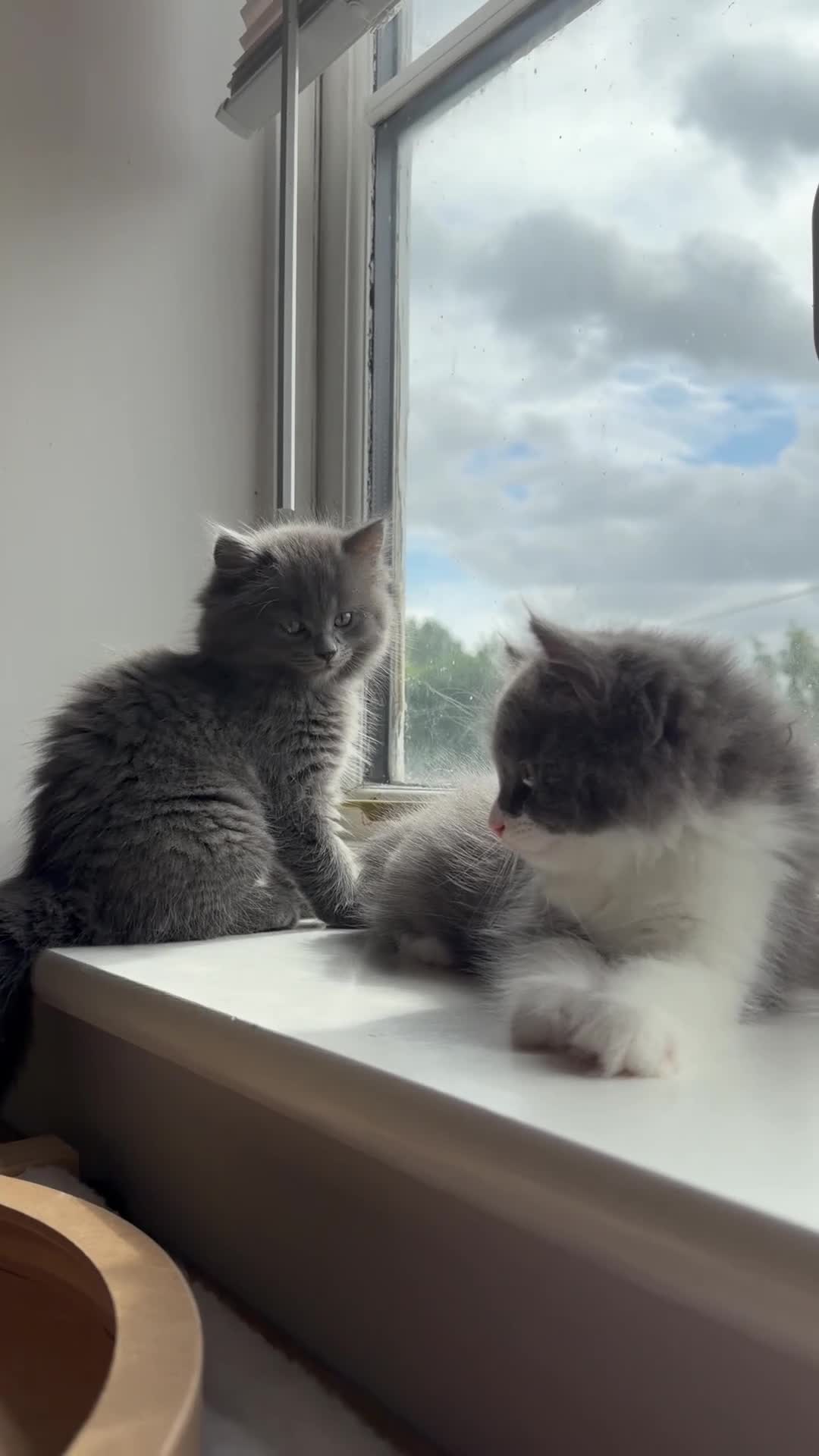 Turkish Angora cats for sale: 2 Boys mix Maincoone, Turkish angora, Persian mix in Faringdon - Video 2