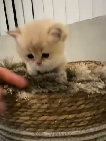 British Shorthair cats for sale:  British Golden Shorthair TikTok-sushikardi in London - Video 4