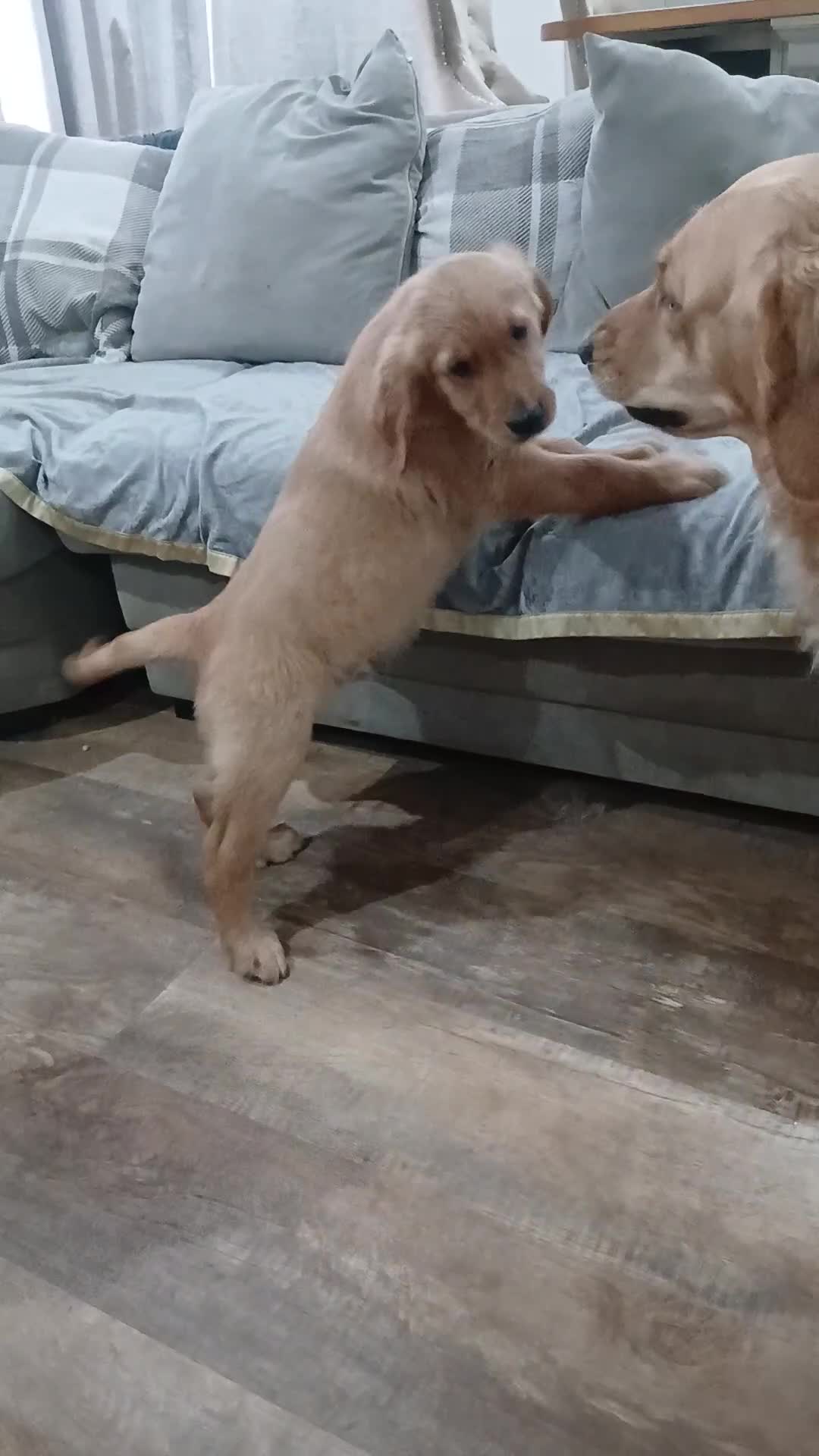 Golden Retriever dogs for sale: Ready  to leave GOLDEN RETRIEVERS.  - Video 2