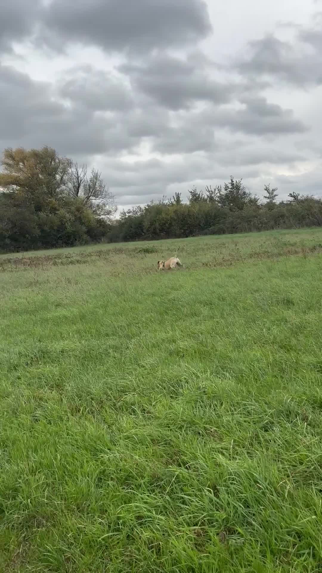 Labrador Retriever dogs for stud: Stunning Fox Red Labrador For Stud - Video 1
