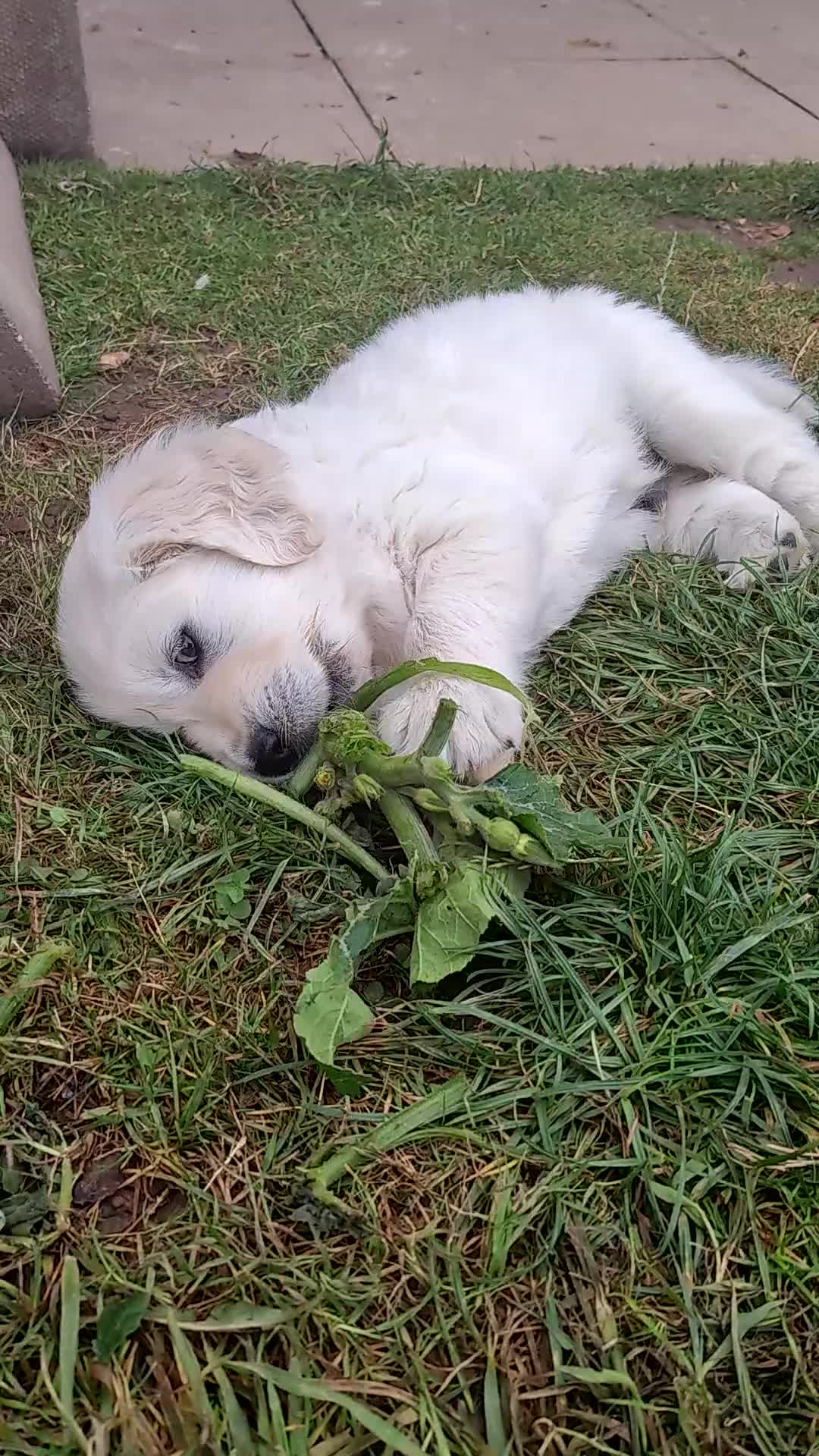 Golden Retriever dogs for sale: Gorgeous Golden Retriever Puppies  - Video 3