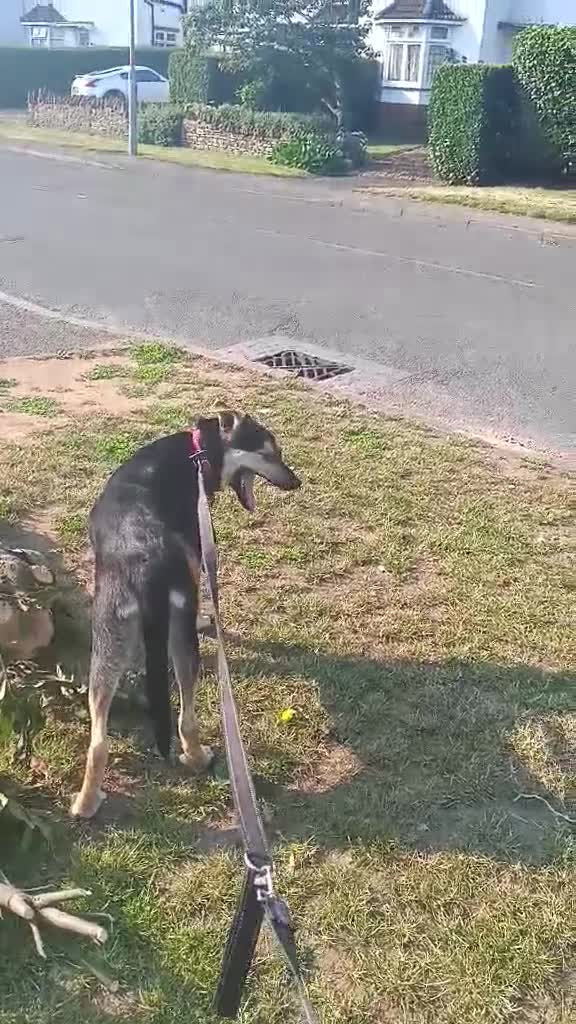 Mixed Breed dogs for adoption: Loving Maisie for adoption  - Video 5