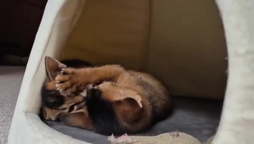 Abyssinian cats for sale:  Stunning Abyssinian Kittens Champion Bloodline   - Video 1