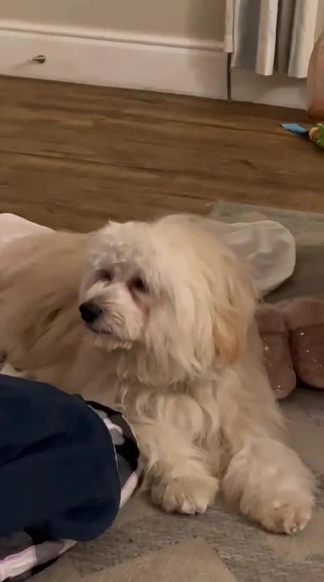 Mixed Breed dogs for adoption: 💙🐶 TEDDY 🐶💙 - Video 2