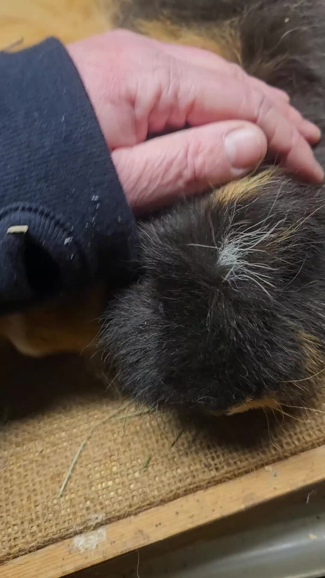 Guinea Pig rodents for sale: Rare minipli breeding trio, plus young pet sows - Video 1