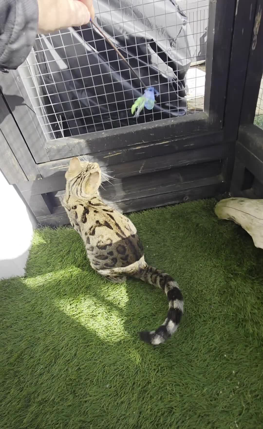 Bengal cats for sale:  Outstanding Quality Bengal kittens ready to leave - Video 2