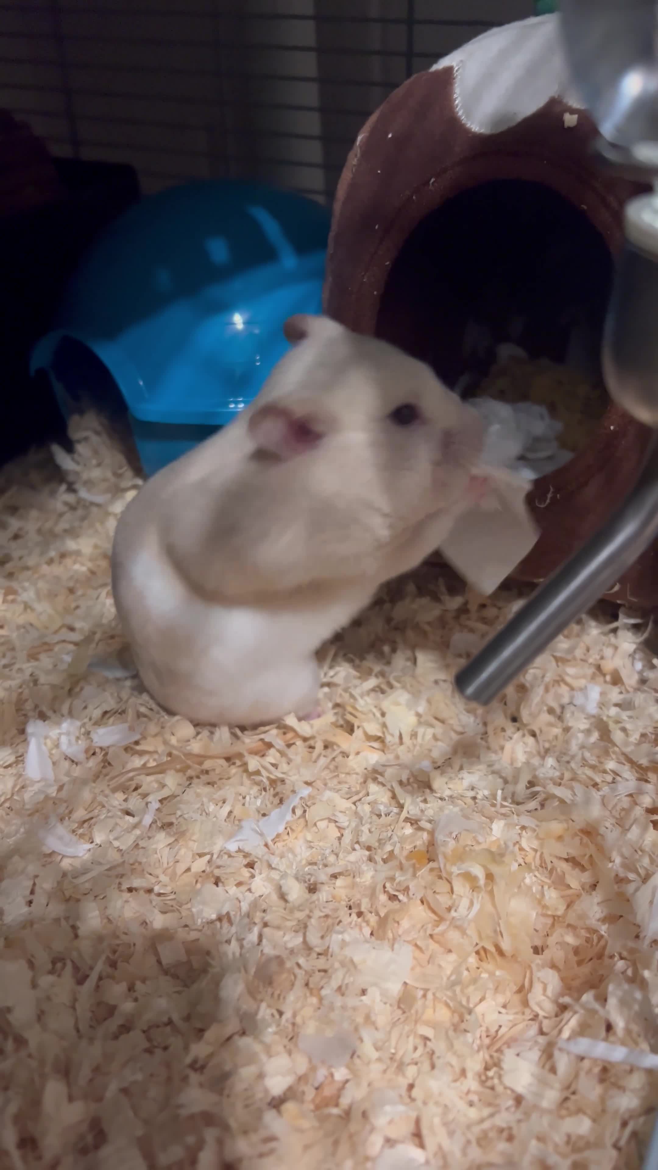Hamster rodents for sale: Free to Good Home – Gentle & Friendly Hamster 🐹 in Gillingham - Video 2