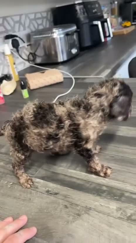 Cockapoo dogs for sale: F2 cockerpoo puppys - Video 2