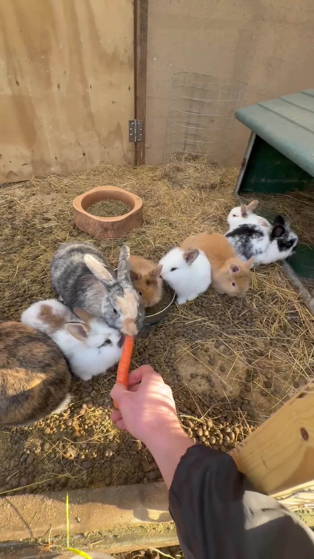 Lionhead rabbits for sale: Baby rabbits for sale  - Video 1