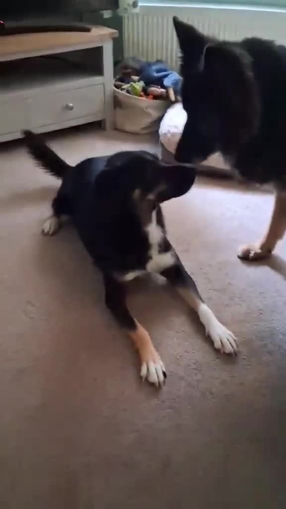 Mixed Breed dogs for adoption: CARA  - Video 1