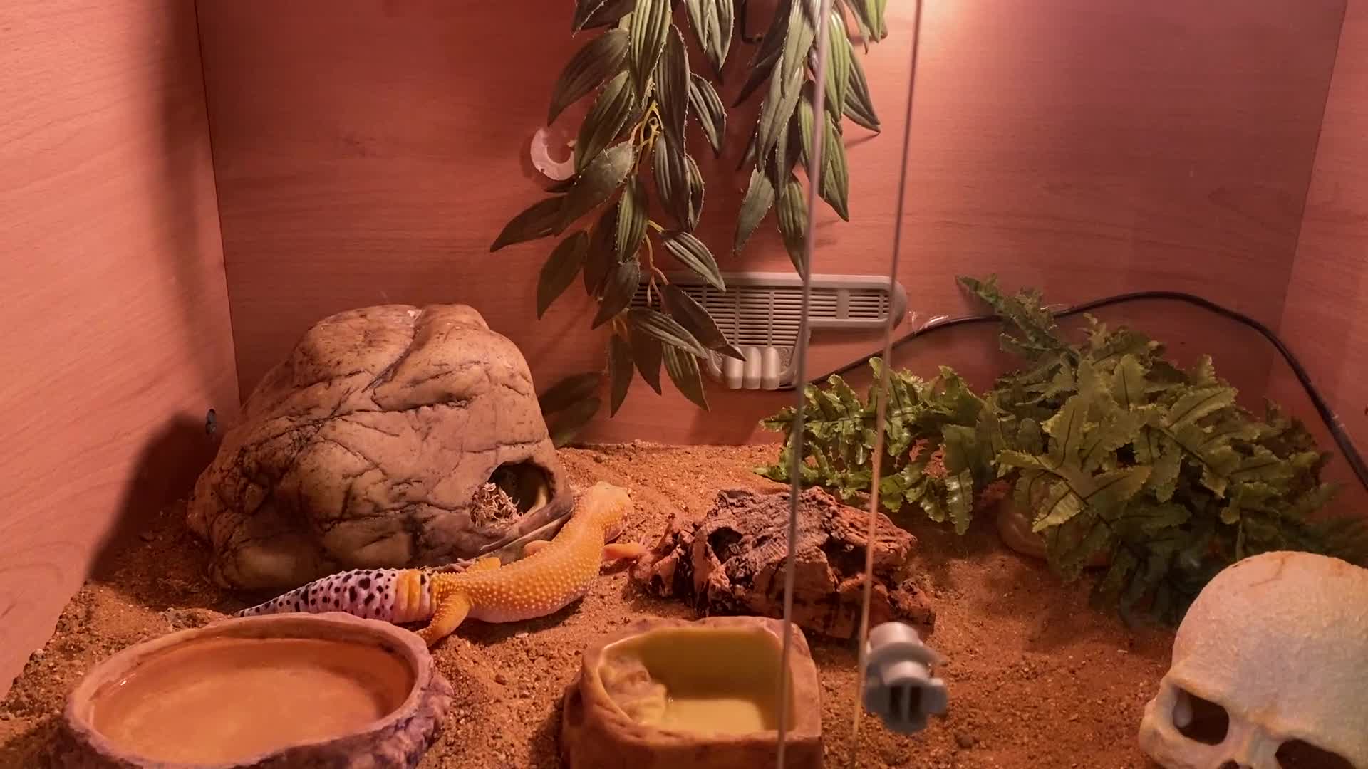 Leopard Gecko reptiles for sale: Leopard Gecko and Vivarium complete set - Video 1