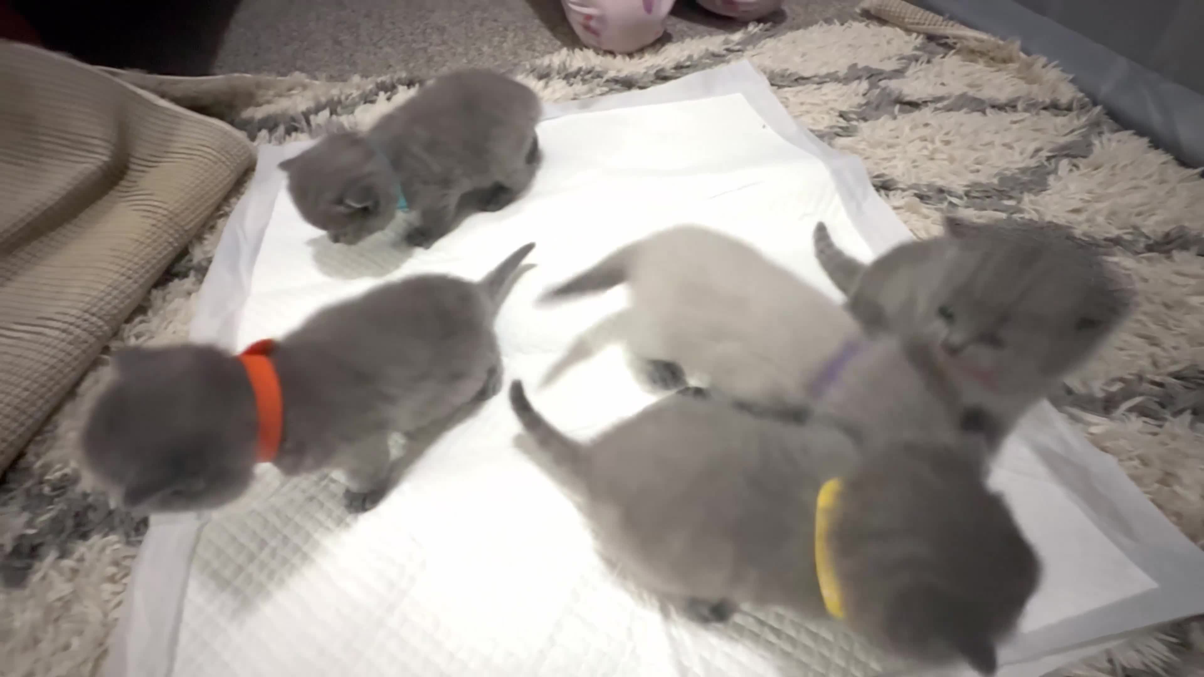 British Shorthair cats for sale: Gorgeous Chunky BSH kittens 🐱  in Blackburn - Video 1