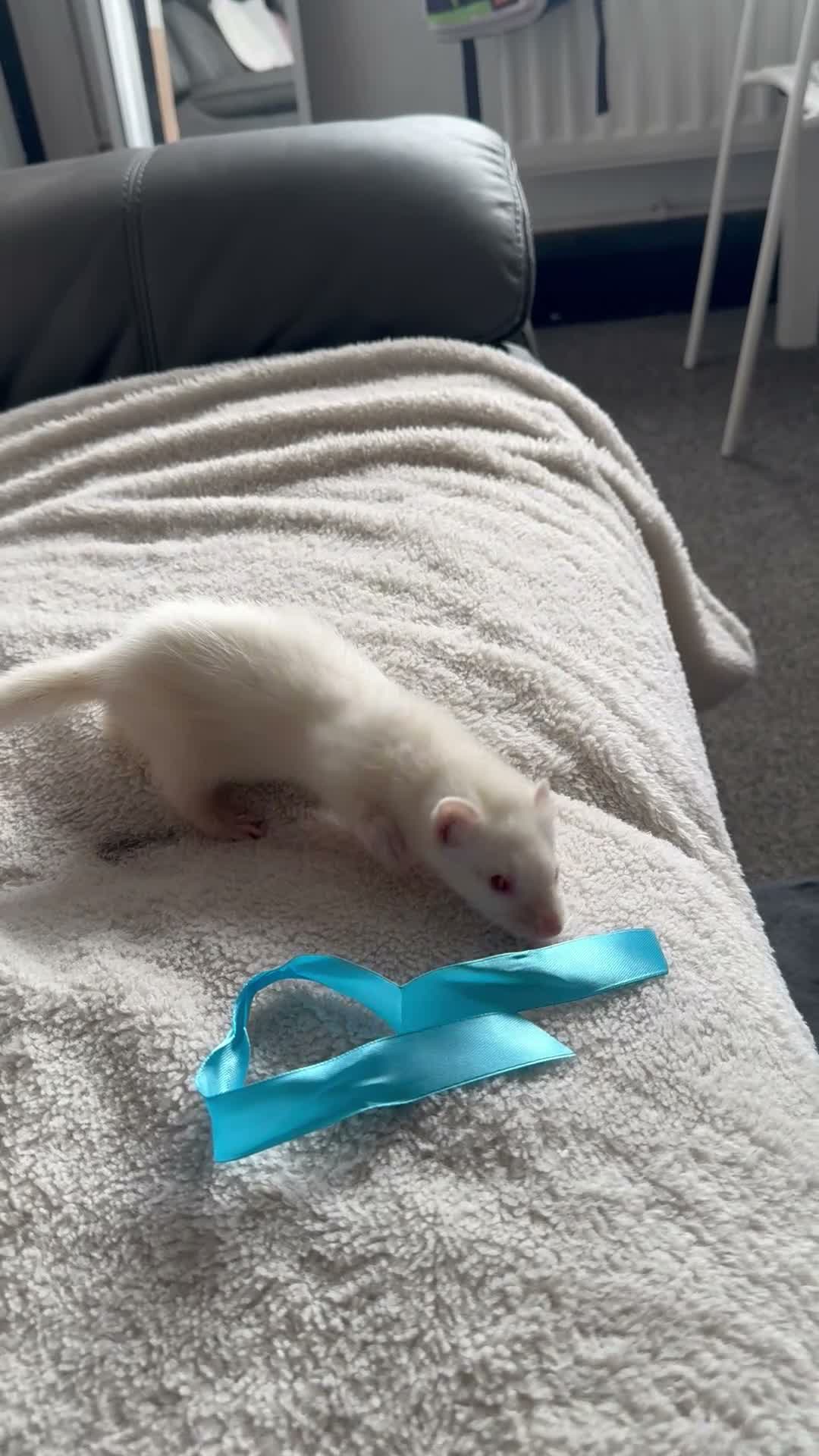 Ferret rodents for sale: Ferret gill - Video 1