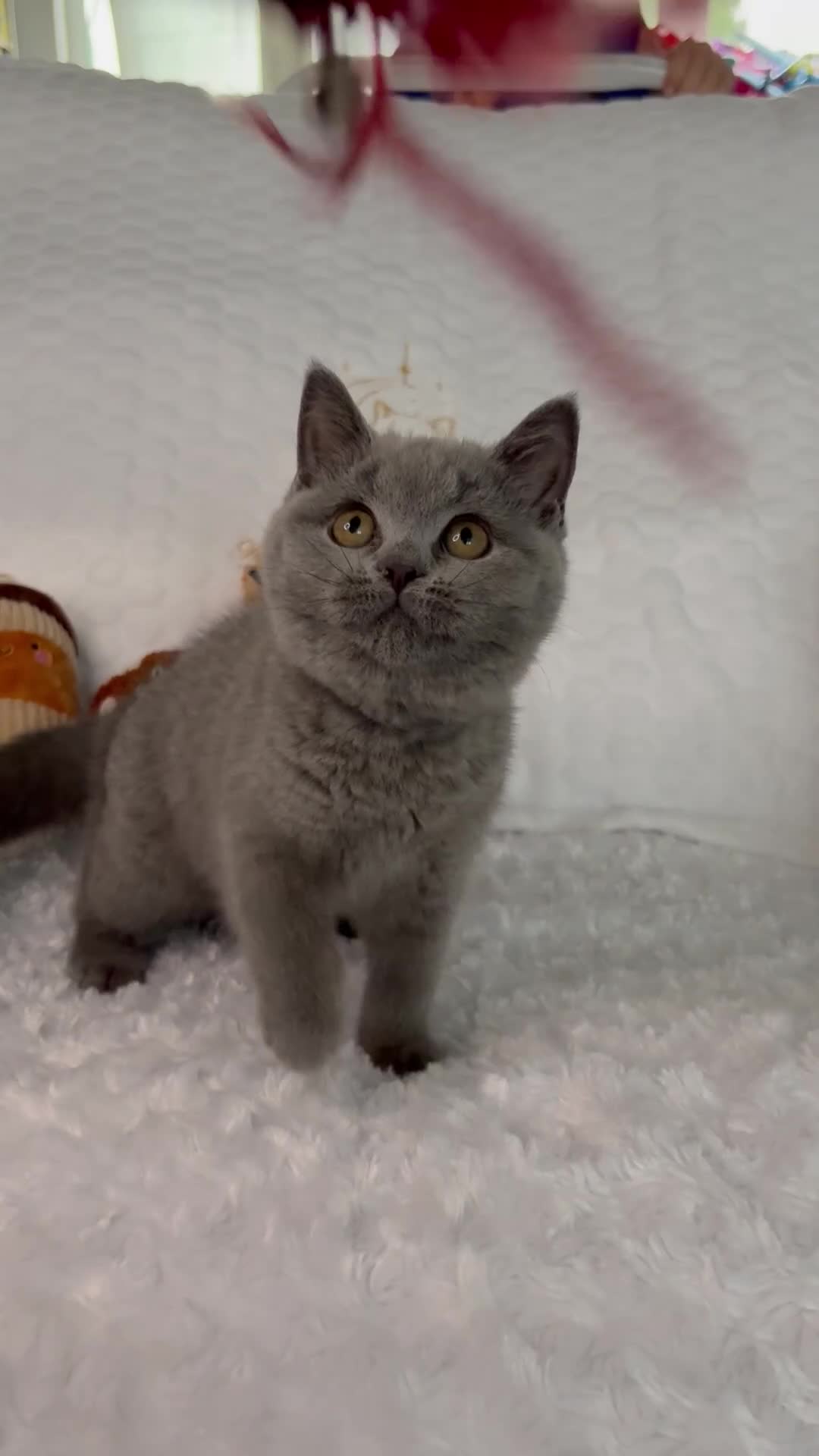 British Shorthair cats for sale: Last GCCF Blue girl - Video 1