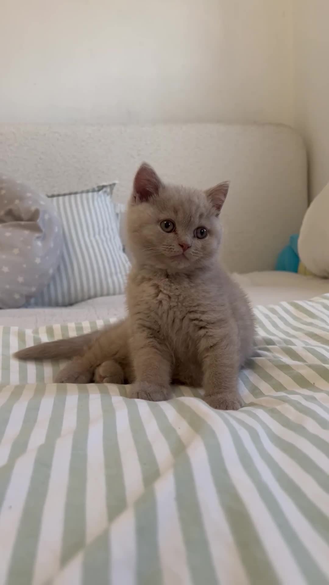 British Shorthair cats for sale: Adorable British Shorthair (Lilac/Fawn) - Video 3