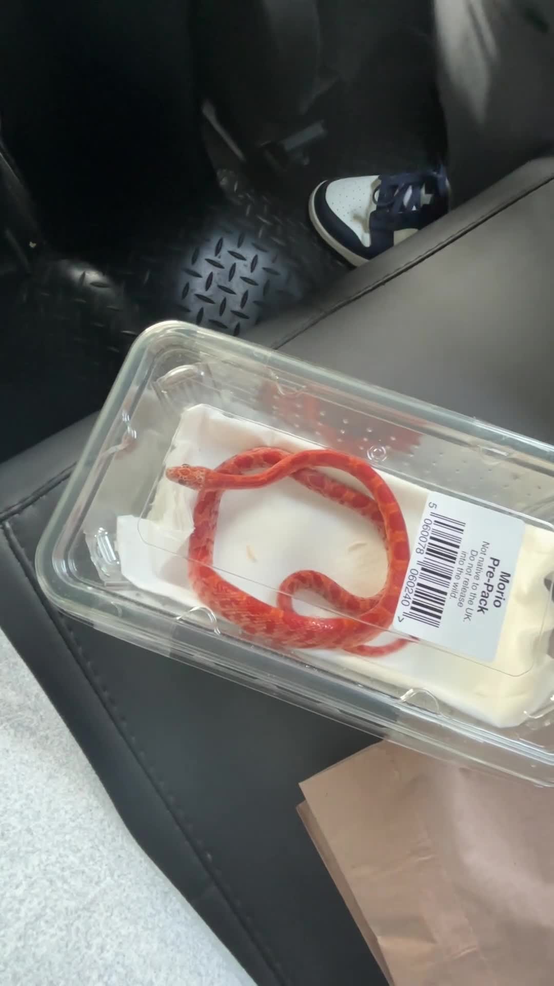 Corn Snake reptiles for sale: Corn snake  in Mansfield - Video 1