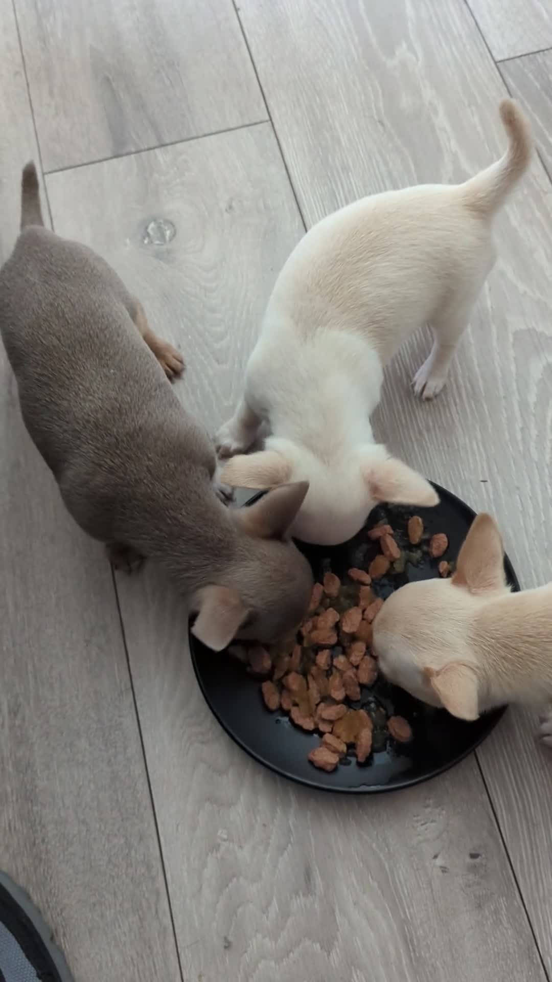 Chihuahua dogs for sale: Kc puppies 2 girl 1 boy - Video 2
