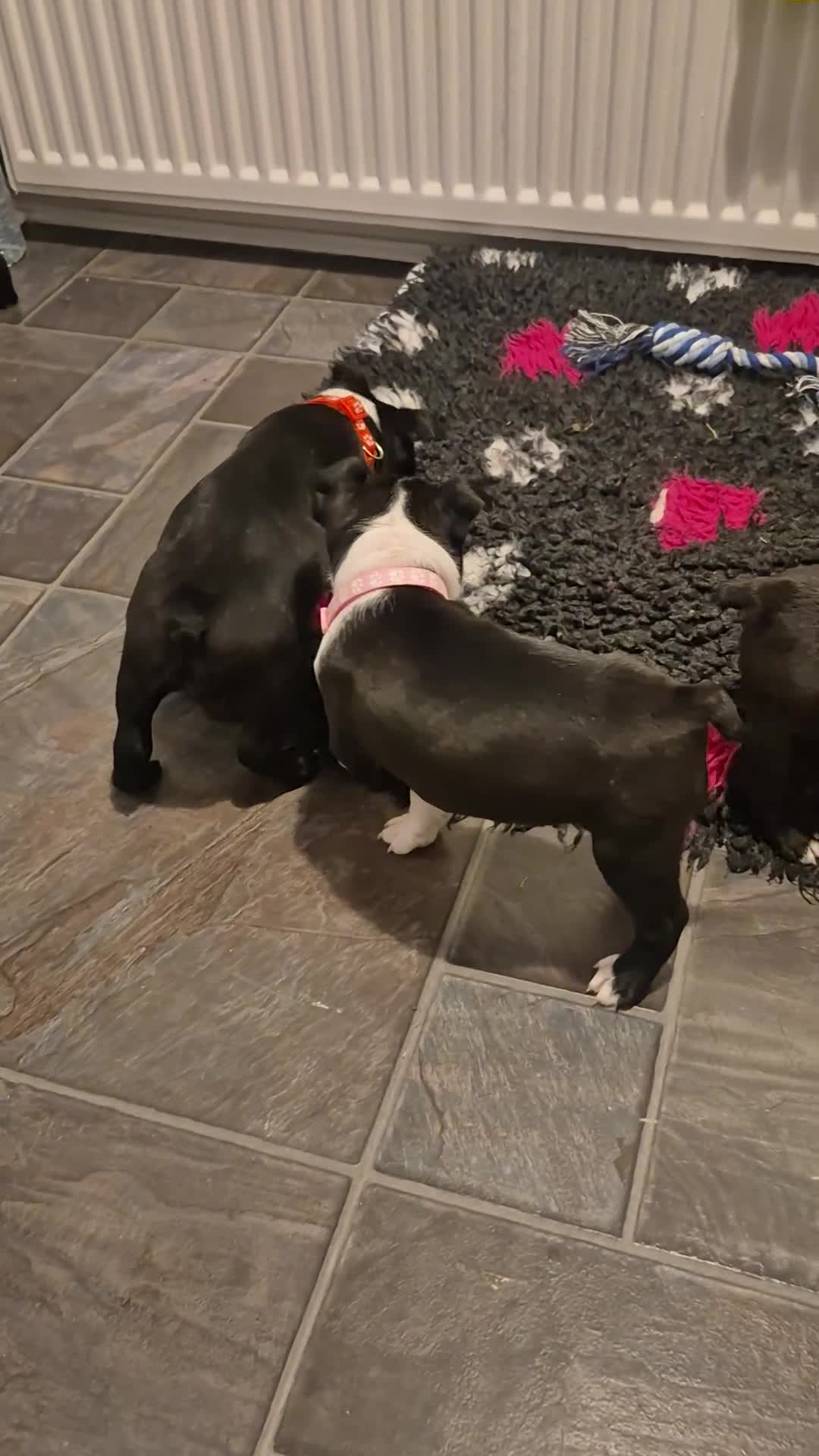 Boston Terrier dogs for sale: Ready to leave in time for the October holidays 😀 - Video 1