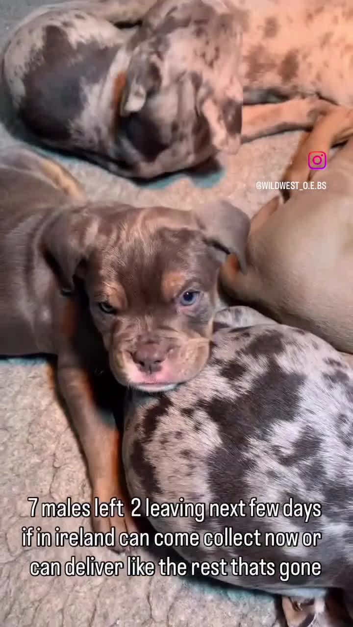 Olde English Bulldogge dogs for sale: 3 male puppy Olde English Bulldogges left - Video 1