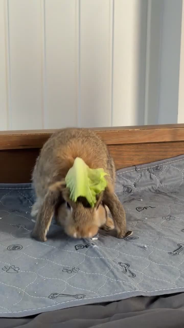 Mini Lop rabbits for sale: Mini Lop for sale in Camberley - Video 1