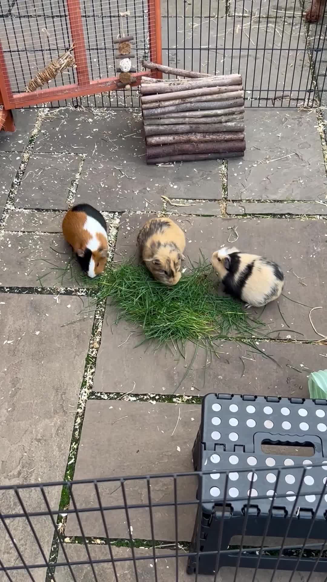 Guinea Pig rodents for sale: 3 Sow Guinea pigs. - Video 1