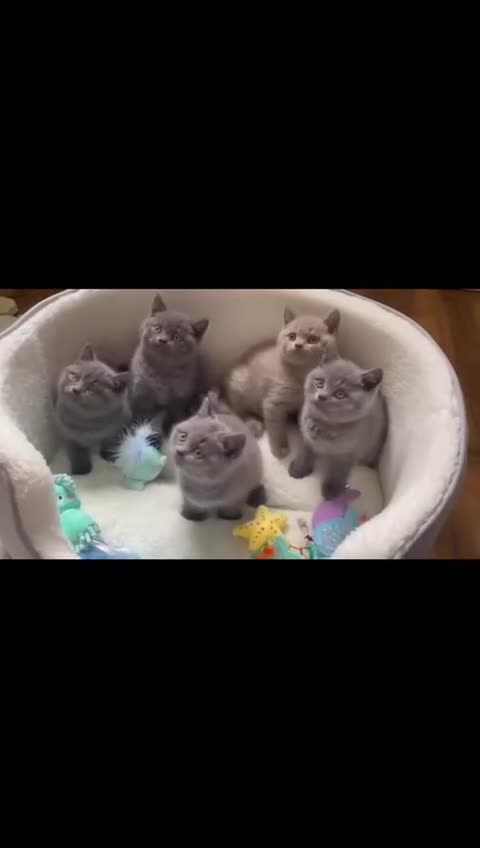 British Shorthair cats for sale: British Shorthair kittens, GCCF Certificate  in Dundee - Video 1