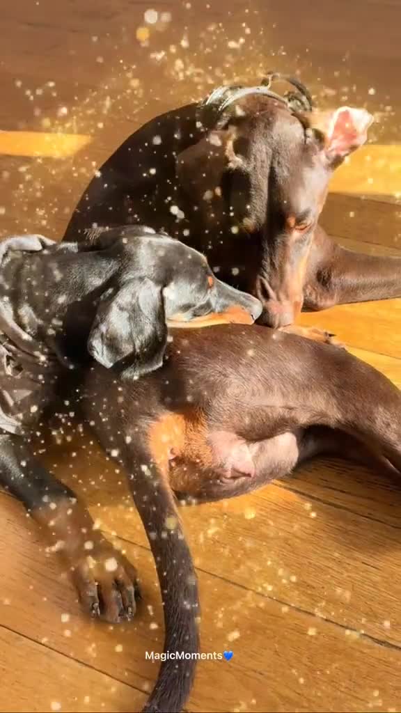 Dobermann dogs for sale: 🌟🌟KC Dobermanns - 38+ Champions in Bloodline🌟🌟 in London - Video 3