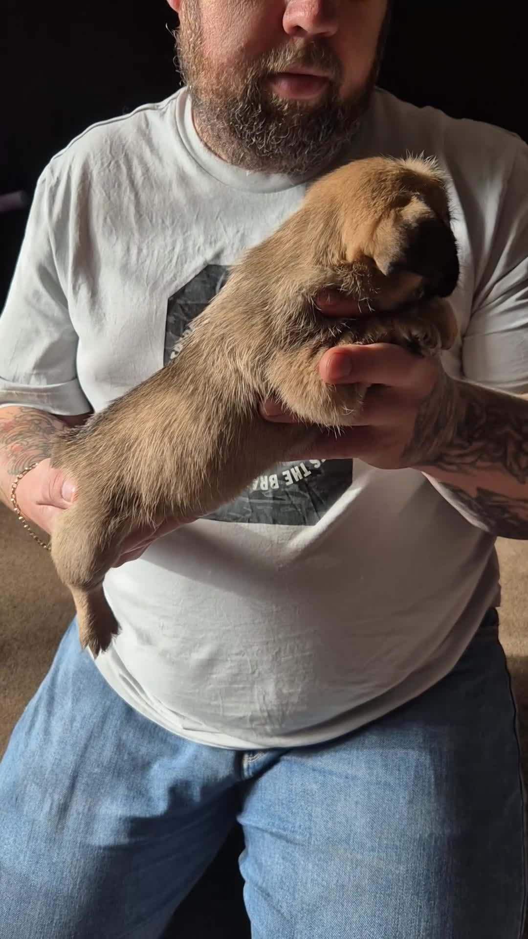 Mixed Breed dogs for sale: Female french bulldog pup - Video 1