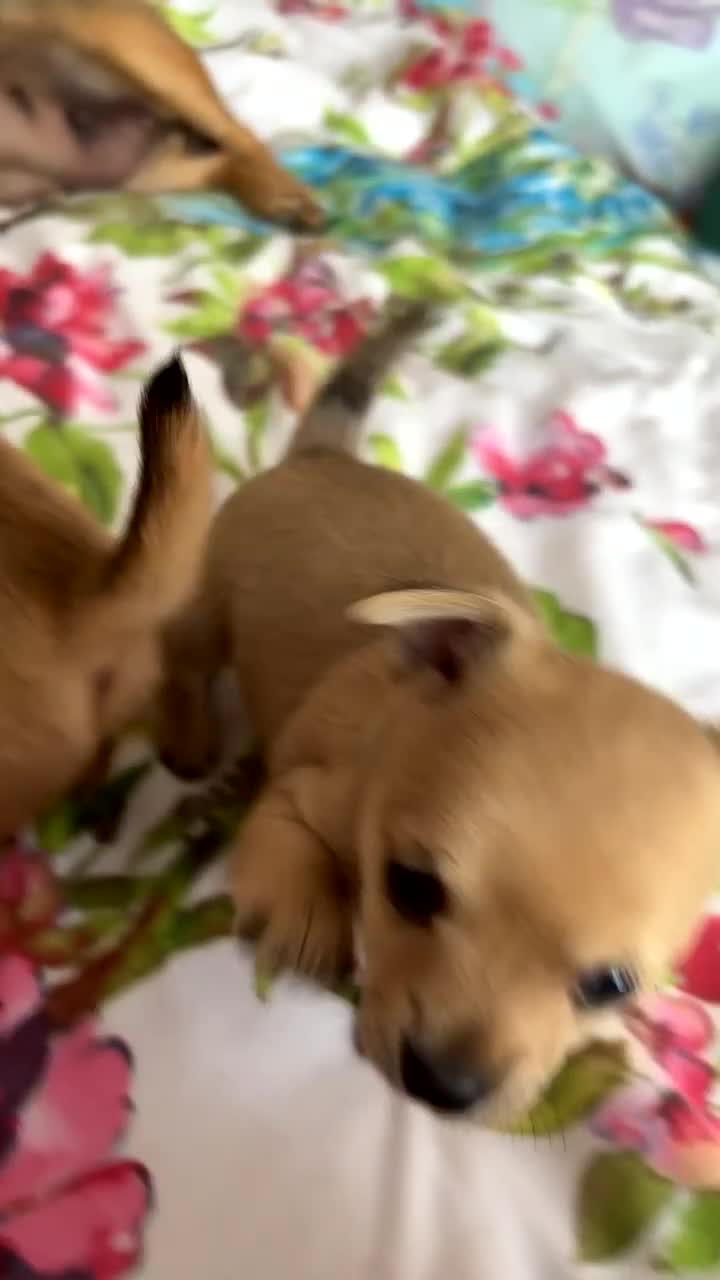 Chihuahua dogs for sale: 2 female chihuahua puppies  - Video 3