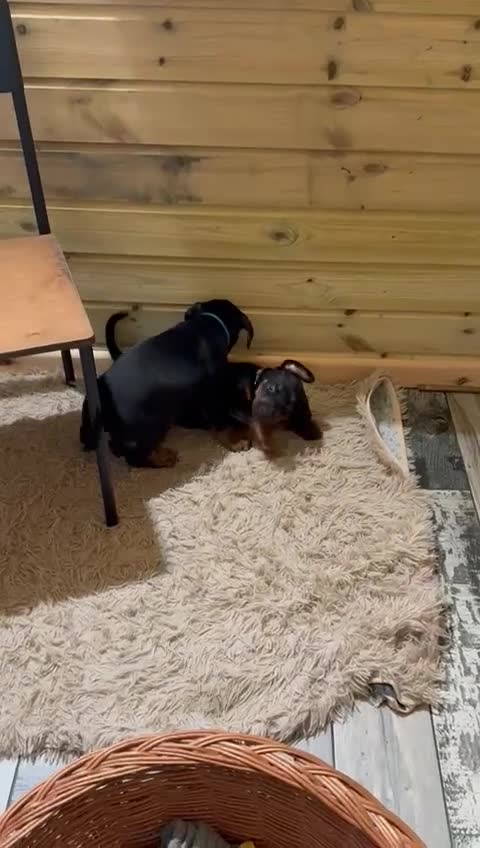 Dobermann dogs for sale: Pure European Doberman puppies - Video 2