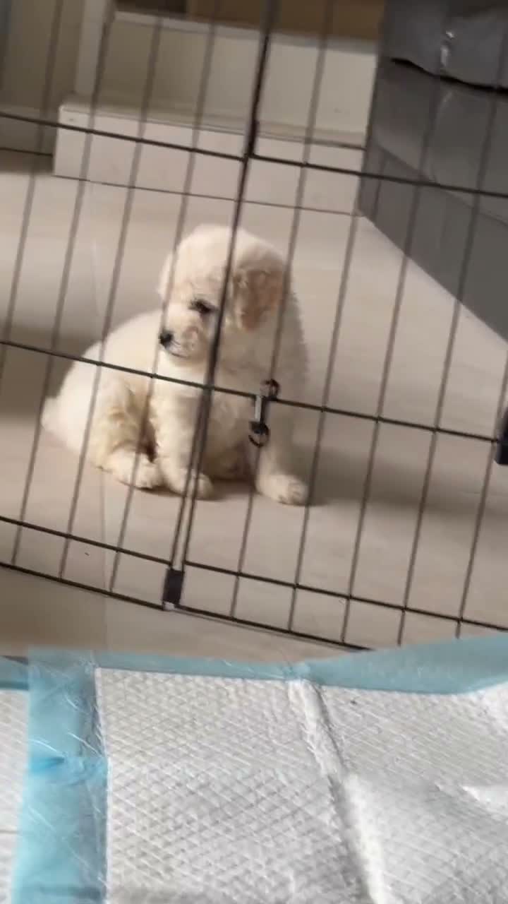 Poochon dogs for sale: Outstanding F1 health tested puppies - Video 1