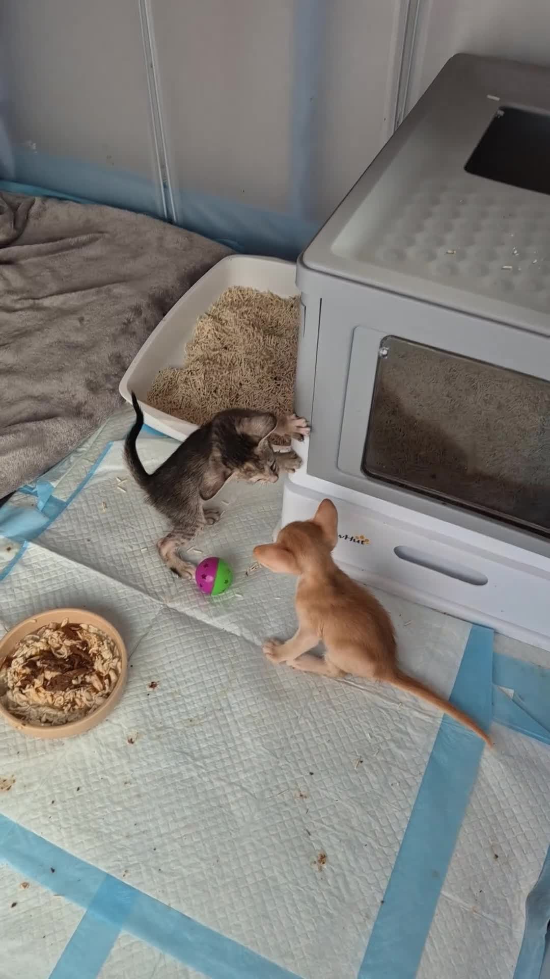 Oriental cats for sale: No expense spared, beautiful, bold kittens. in Daventry - Video 1