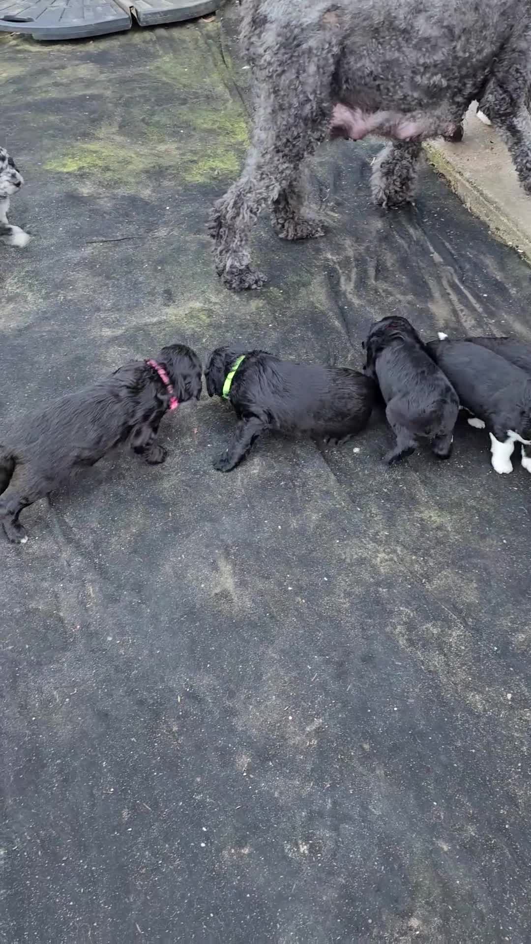 Sheepadoodle dogs for sale: F1 Sheepadoodles Ready  8th April - Video 3