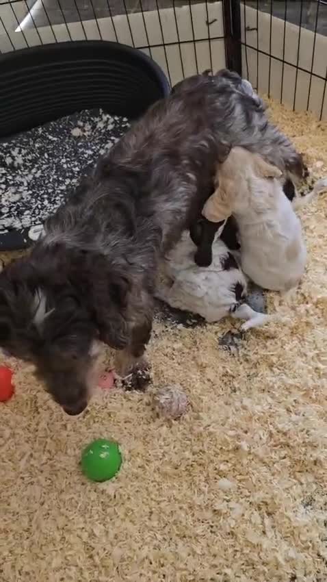 Cockapoo dogs for sale: Cockapoo Puppies Homebred Council Licenced Breeder - Video 1