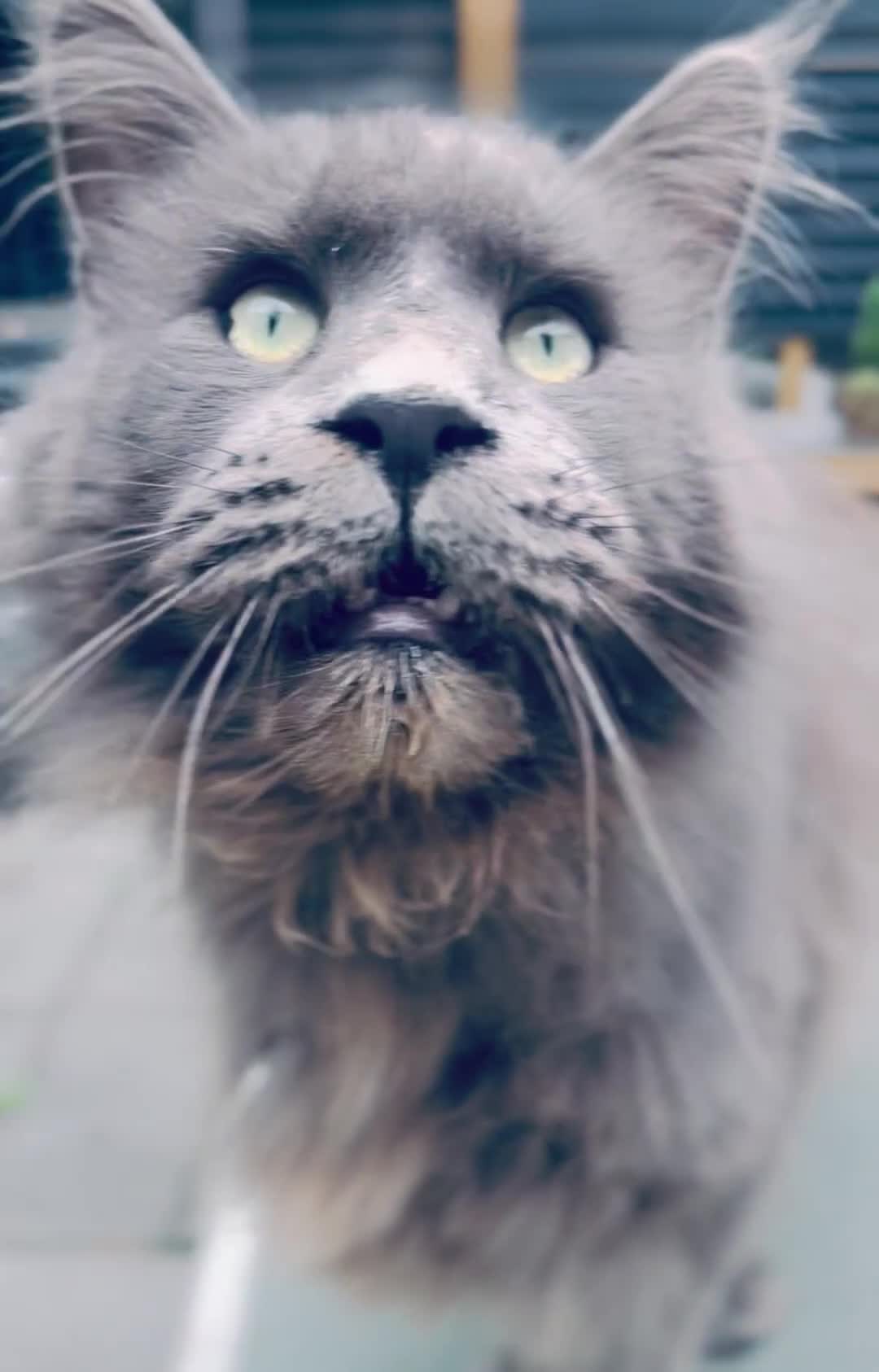 Maine Coon cats for sale: Vlad. Exquisite Huge Russian (neutered) 🔥🔥🔥🔥 - Video 1