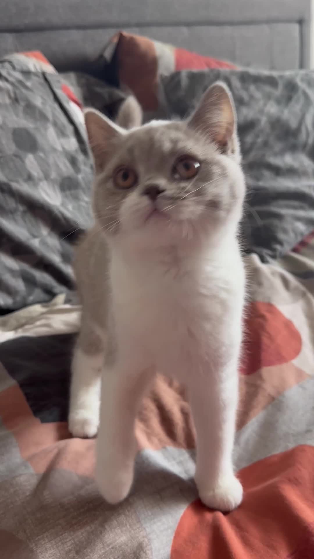 British Shorthair cats for sale: Ready now Lilac and white female BSH  in Crewe - Video 1