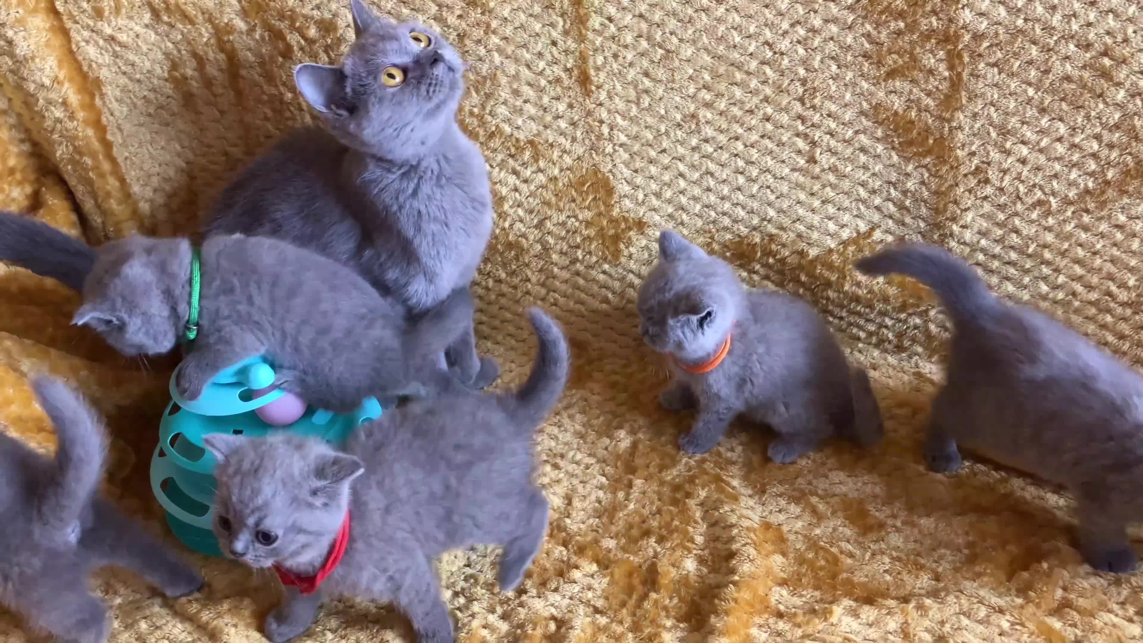 British Shorthair cats for sale: GCCF registered ChampionBloodline 5GENpedigree BSH - Video 1