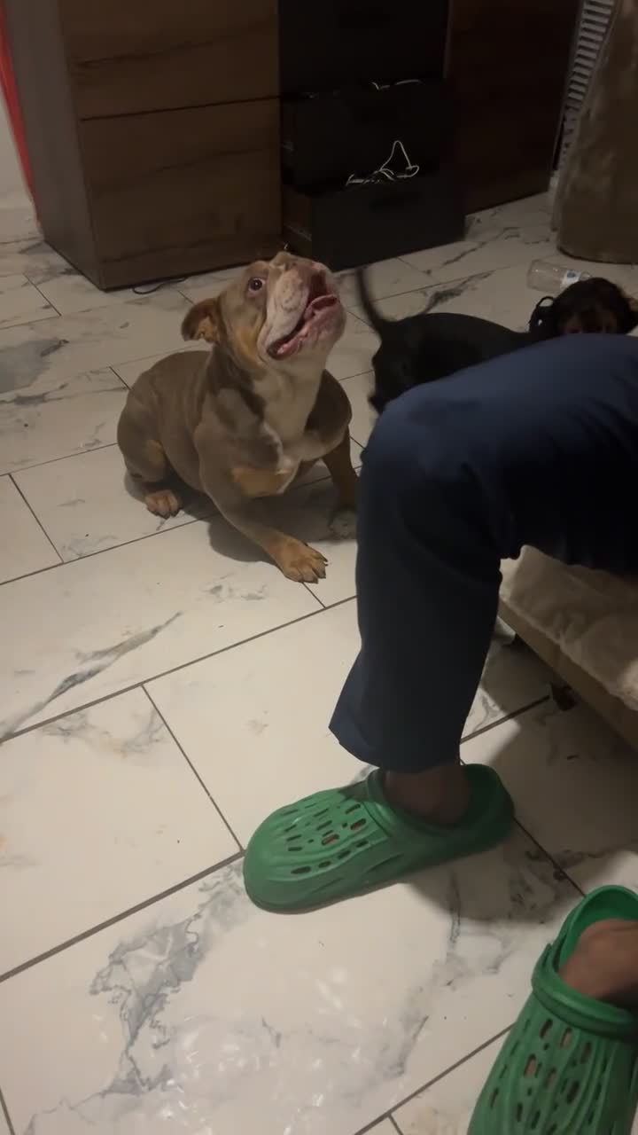 English Bulldog dogs for sale: My English’s bulldog  - Video 2