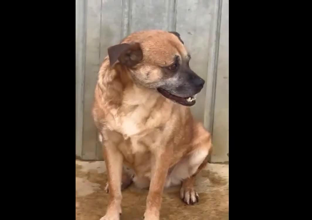 Mixed Breed dogs for adoption: 🐾🐾  LADY🐾🐾  – GOLDEN OLDIE LOOKING FOR A HOME - Video 1