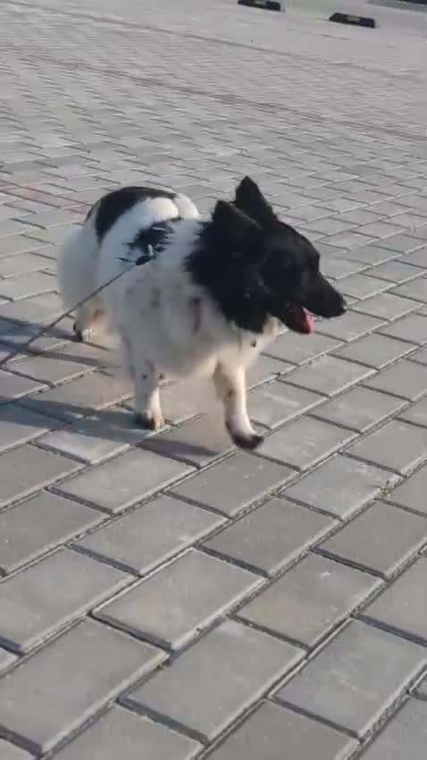 Welsh Corgi Cardigan dogs for adoption: BiBi – The Forgotten Soul Who Almost Lost her life - Video 2
