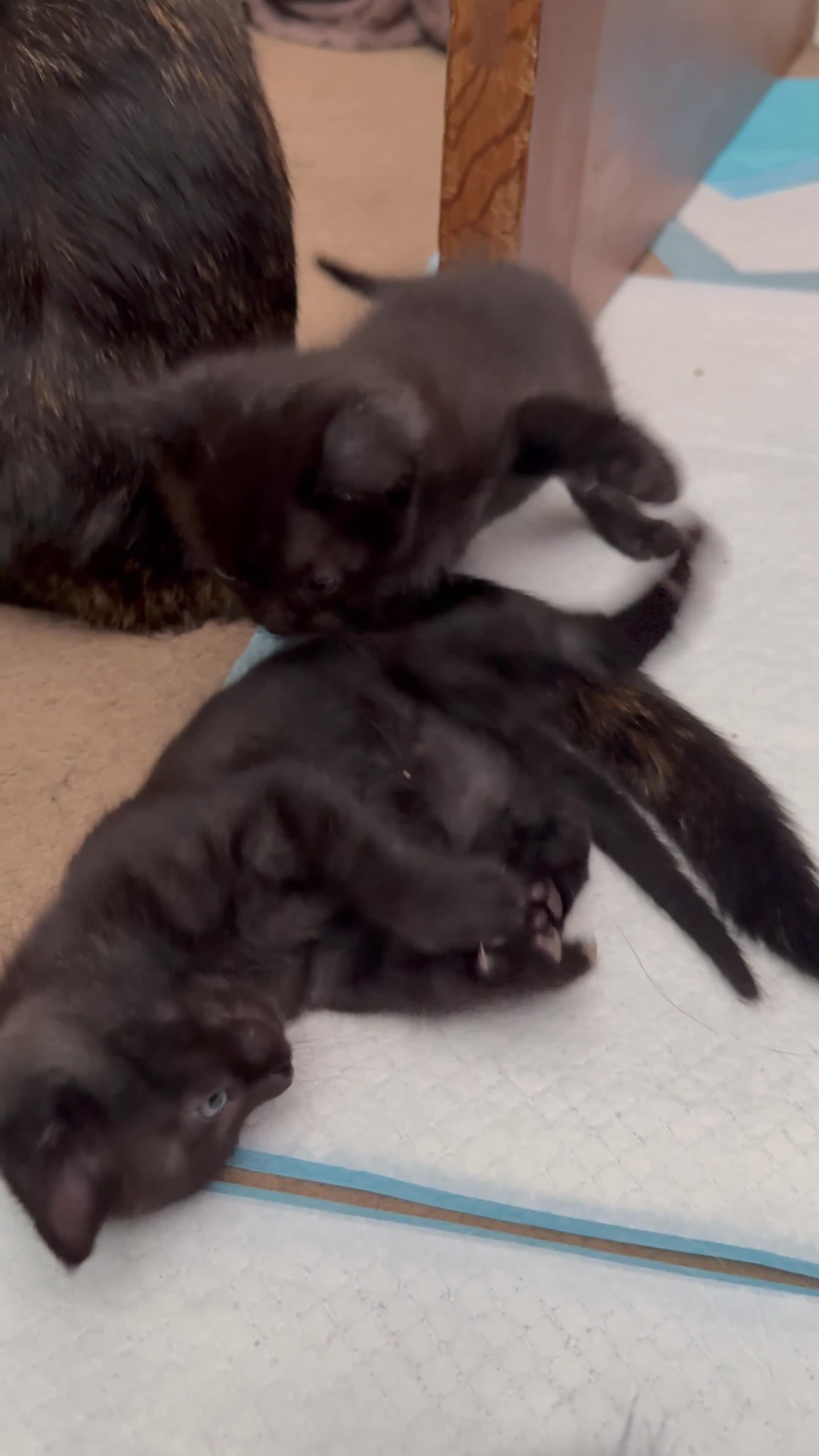 British Shorthair cats for sale: Gorgeous female kittens  - Video 1