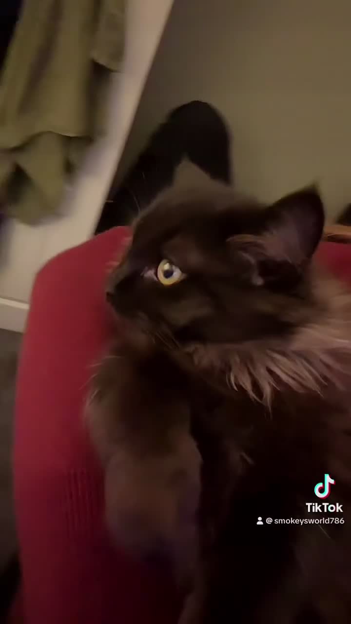 Ragdoll cats for sale: Two beautiful ragdoll brothers  - Video 1