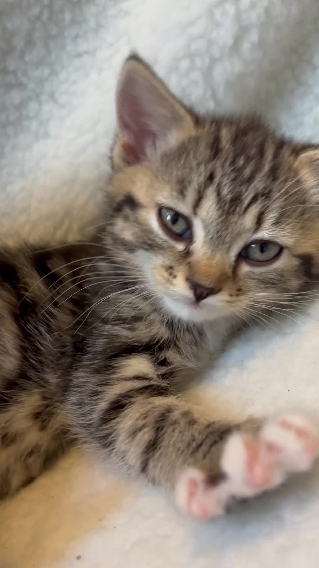 Scottish Fold cats for sale: Adorable Scottish Straight Kittens 💞 - Video 4