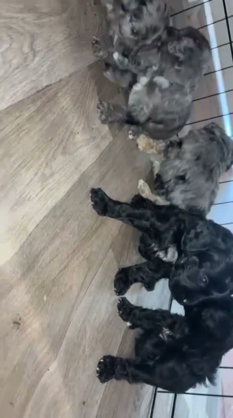 Cavapoo dogs for sale: 🐾 OUR BEAUTIFUL F1B CAVAPOO PUPPIES ARE HERE! 🐾 - Video 1