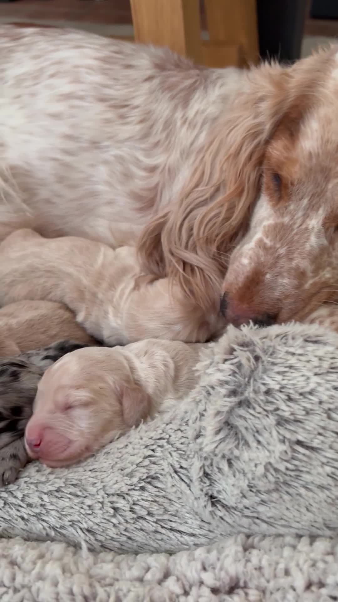 Cockapoo dogs for sale: Newborn F1 show miniature Cockapoo puppies - Video 2