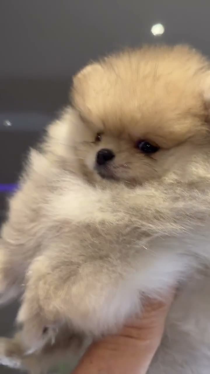 Pomeranian dogs for sale: Stunning Pomeranian Puppies for sale  in Billingshurst - Video 2