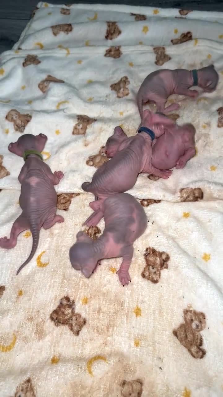 Sphynx cats for sale: Elf Sphynx kittenss - Video 4